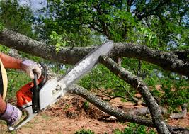 Leaf Removal in Iyanbito, NM