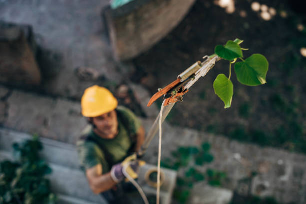 Trusted Iyanbito, NM Tree Removal Experts