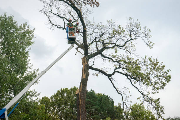 Best Tree Preservation Services  in Iyanbito, NM