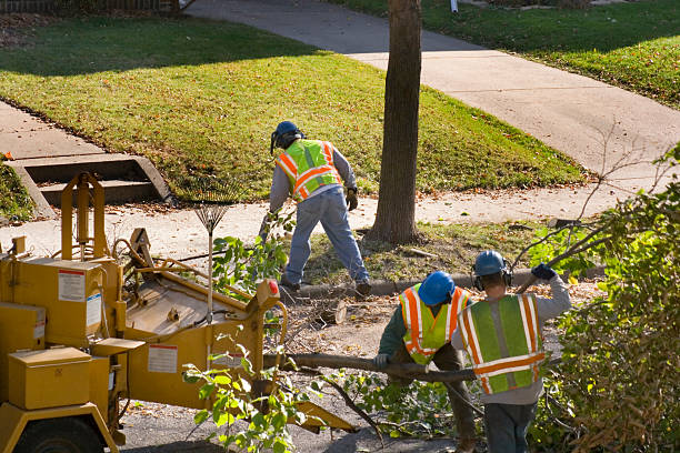 Best Tree Cabling and Bracing  in Iyanbito, NM