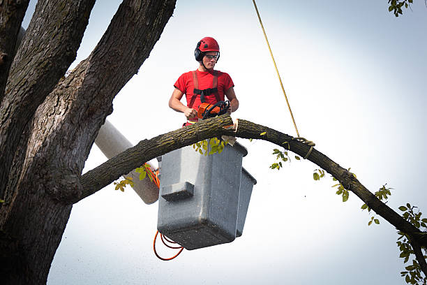 Best Tree Mulching  in Iyanbito, NM