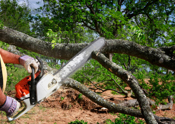 Best Tree Maintenance Programs  in Iyanbito, NM